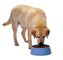 380V / Maschinen-Hund Cat Pet Chews Treat Production der 50HZ Nahrung für Haustiere Extruder-maschinellen Bearbeitung